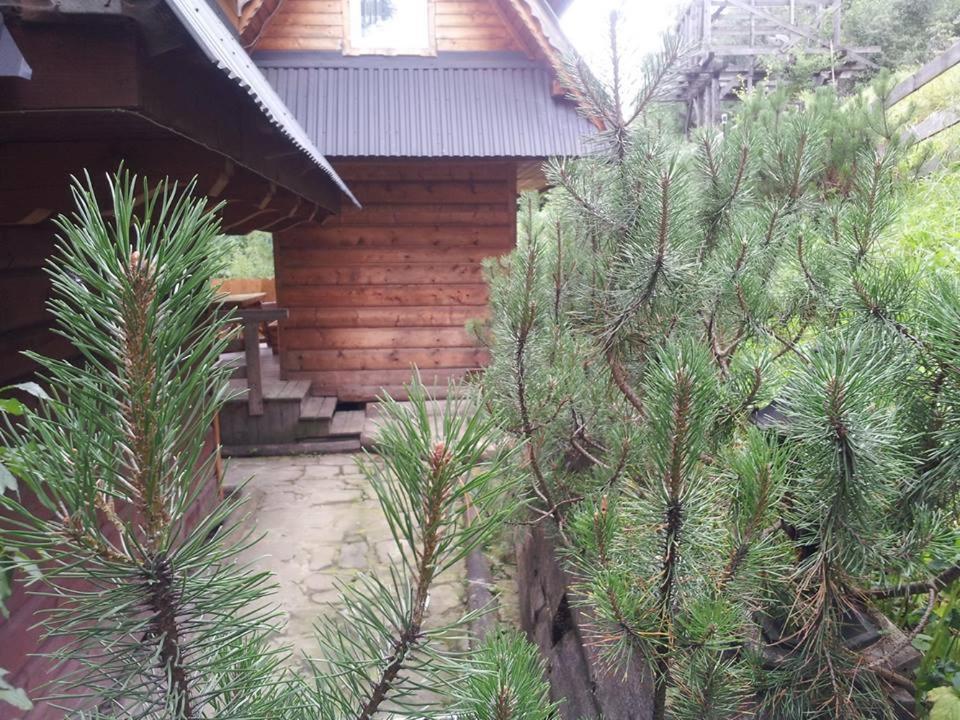 Mały domek pod lasem Zakopane Zewnętrze zdjęcie